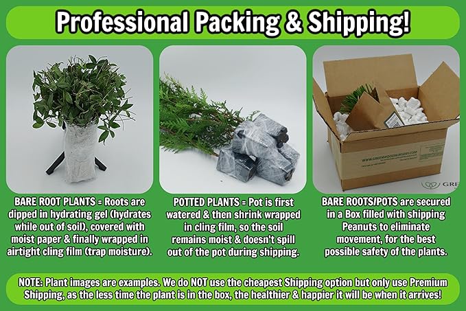 Greenwood Nursery: Live Perennial Plants - 'Kirigami' Red & White Columbine + Aquilegia caerulea - [Qty: 2X Pint Pots] - (Click for Other Available Plants/Quantities)