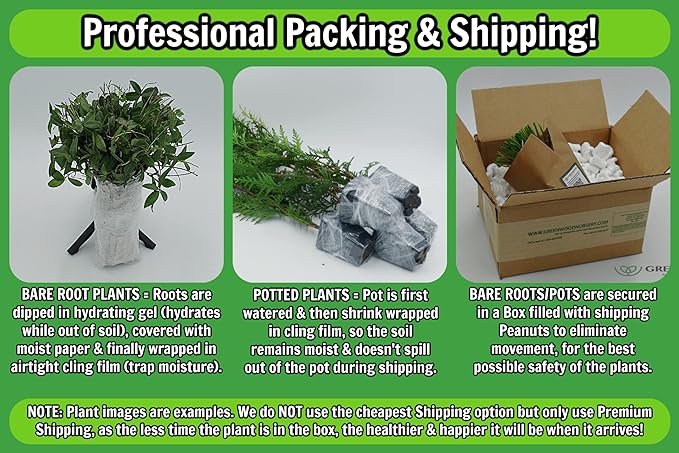 Greenwood Nursery: Live Perennial Plants - 'Red Fox' Spiked Speedwell + Veronica Spicata - [Qty: 5X Pint Pots] - (Click for Other Available Plants/Quantities)