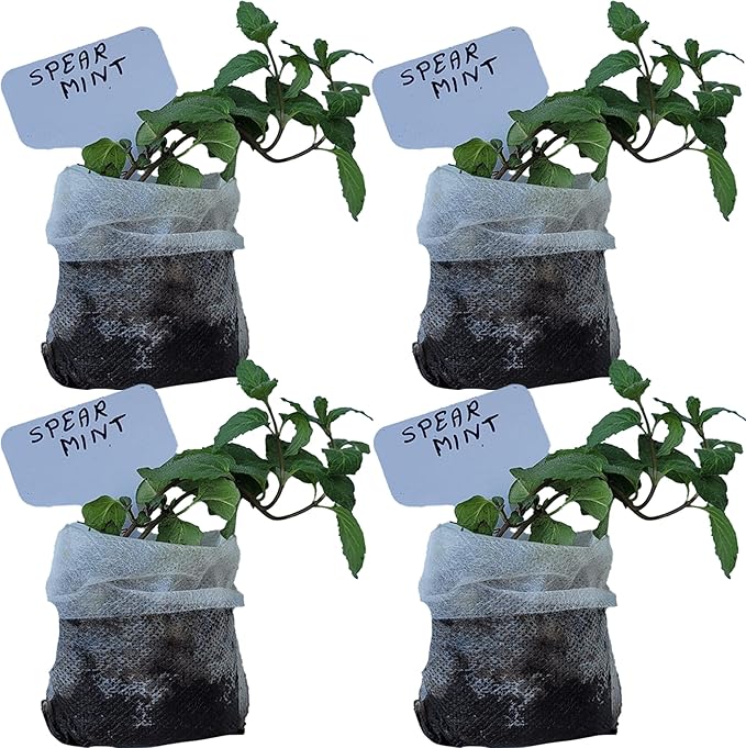 Generic Spearmint Plants. Live, Fragrant, Fresh, Edible. Easy Grow. Indoor/Outdoor. (4 Mint Bags)