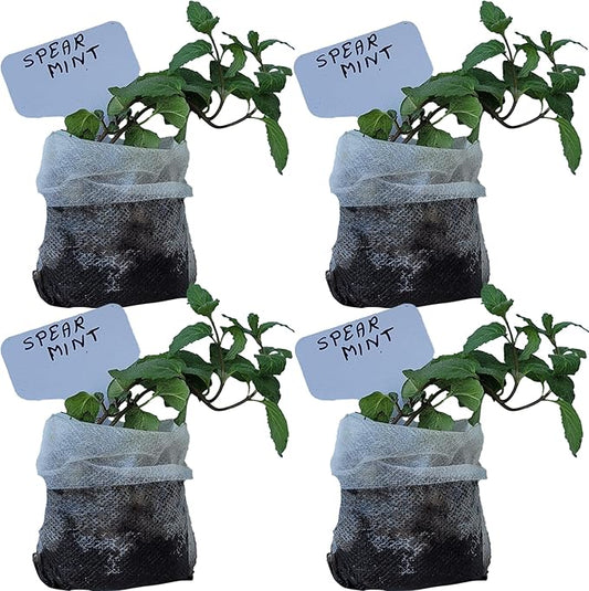 Generic Spearmint Plants. Live, Fragrant, Fresh, Edible. Easy Grow. Indoor/Outdoor. (4 Mint Bags)