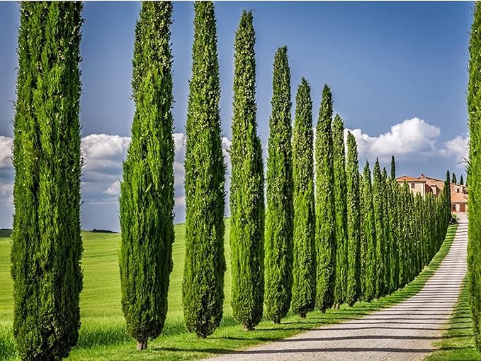 Florida Foliage Italian Cypress Tree | 10 Live Seedlings Cupressus Sempervirens Formal Elegant Mediterranean Style Plants, Green
