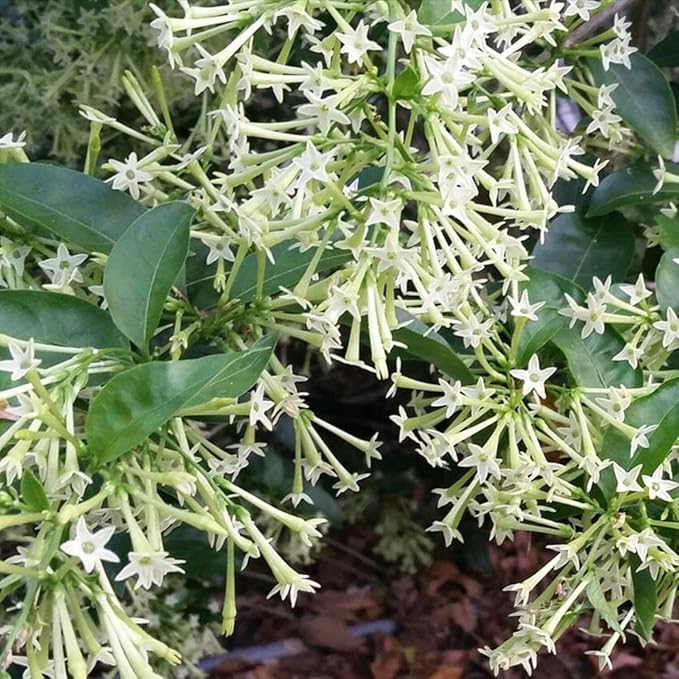 3 Night Blooming Jasmine Plants Live, 5 to 8 Inches Tall, Cestrum Nocturnum Plant Jasmine Vine Plant