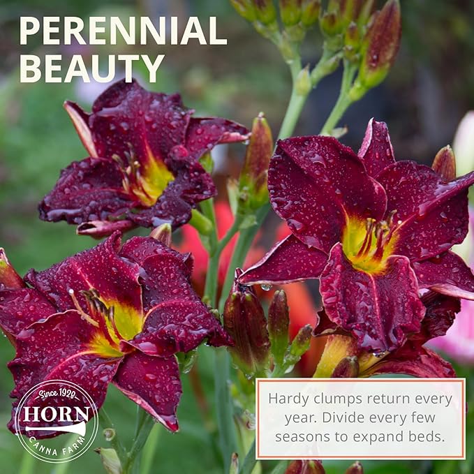 Mauna Loa Daylily Flower Bulbs – Tropical Orange Blooms – Drought-Tolerant, Rabbit-Resistant Perennial for Sun-Filled Gardens (Zones 3–9) Fall Planting Spring Blooming