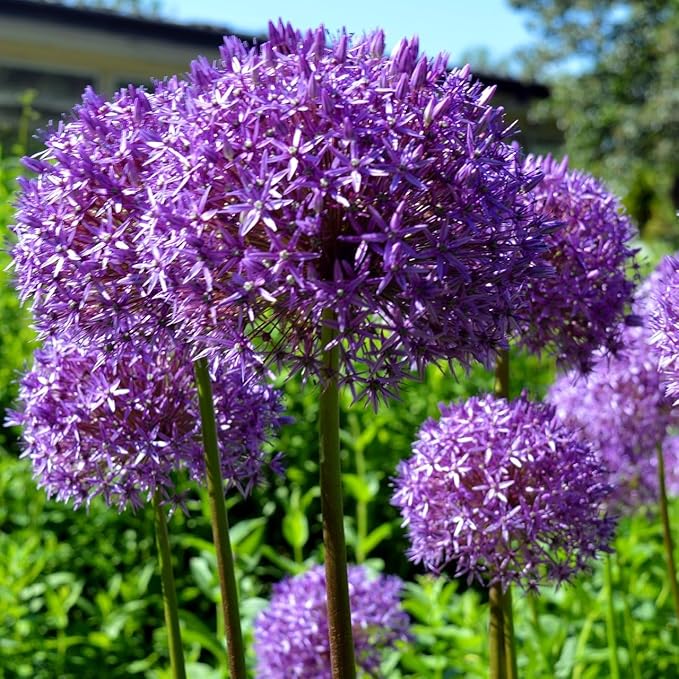 Allium ‘Purple Sensation’ Flowers – 3 Bulbs - Giant Globe-Shaped Purple Blooms | Sturdy 24–36″ Stems for Cutting & Borders | Deer & Rabbit Resistant Pollinator Favorite | Zones 3–8
