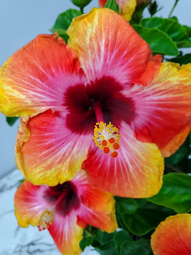 Live Hibiscus Tree Braided Fiesta - Overall Height 34" to 38" - Tropical Plants of Florida (Plant in Growers Planter)