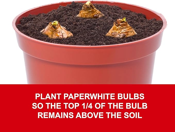 Garden State Bulb Ziva Paperwhite Flower Bulbs, 14/15cm, Holiday Blooms (Bag of 15)