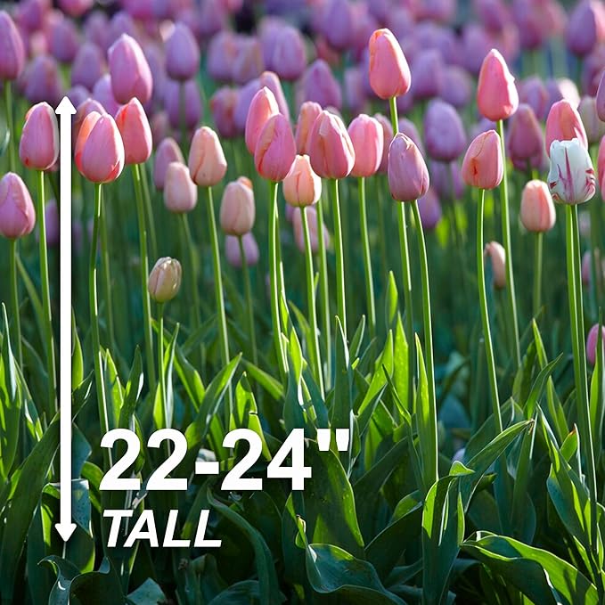 Garden State Bulb Single Late Pink Menton Tulip Flower Bulbs, 12/+ cm, Fall Planting (Bag of 50)