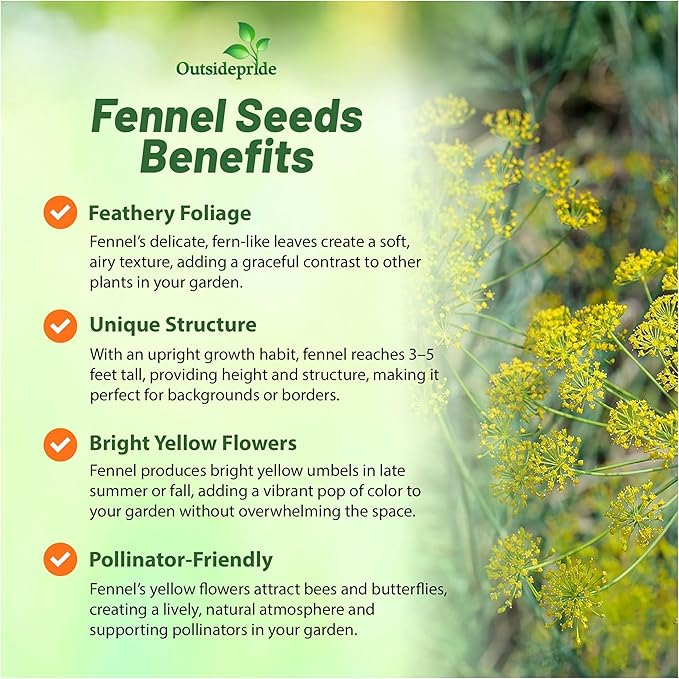 Outsidepride Florence Fennel Seeds - 1 lb. Annual, Pollinator Friendly & Easy to Grow, Herb Seeds for Planting Aromatic & Sweet Yellow Blooms for Versatile Uses & Culinary Creations