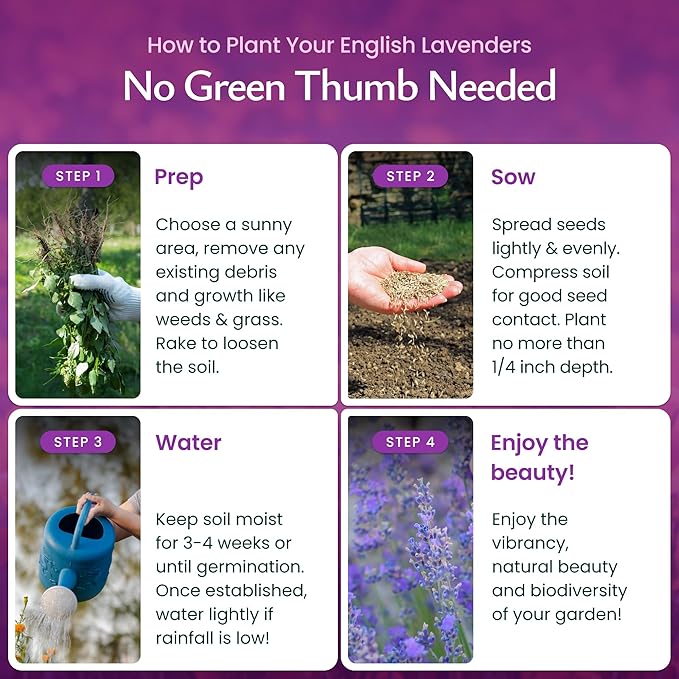 Created By Nature English Lavender Seeds, 3,000 Purple Perennial Wildflower Seeds