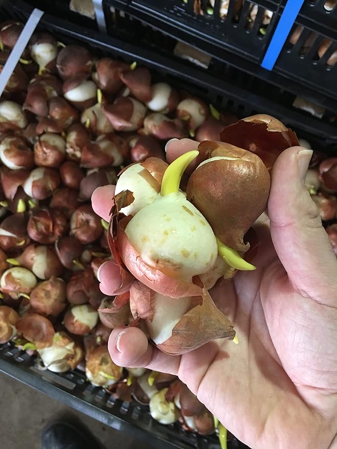 10 Parrot Mix Tulip Bulbs - Tulipa Parrot