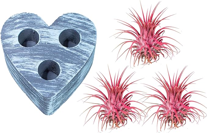 Air Plants - Tillandsia Ionantha - Organically Enhanced Color - Live Arrival Guaranteed - House Plants for Home Decor & Gift (3Pk Coral Glow + Turquoise Heart)