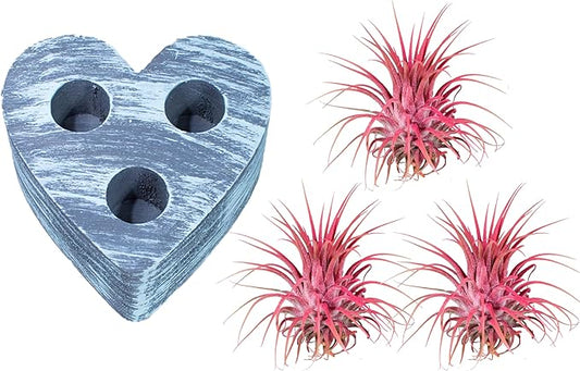 Air Plants - Tillandsia Ionantha - Organically Enhanced Color - Live Arrival Guaranteed - House Plants for Home Decor & Gift (3Pk Coral Glow + Turquoise Heart)