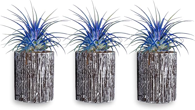 Air Plants - Tillandsia Ionantha - Organically Enhanced Color - Live Arrival Guaranteed - House Plants for Home Decor & Gift (3pk Blue Bell + White Barrels)