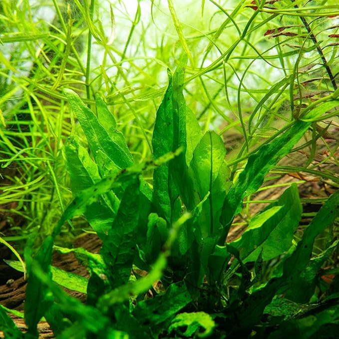SubstrateSource Java Fern Live Aquarium Plants - Freshwater Plant for Fish Tanks - Beginner Friendly, Low Light (Java Fern, Bare Root (1 Piece))