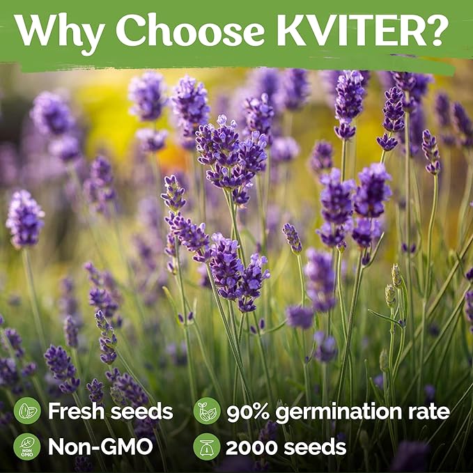 KVITER 2000 English Lavender Seeds for Planting Outdoor & Indoor (Lavandula angustifolia) – True Lavender Flowers, Heirloom Perennial, Non-GMO – Organic Herb Seeds for Outdoor Garden, Flower Beds