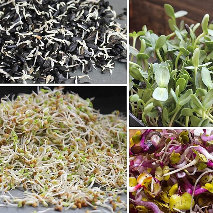 1.5 lb Organic Non-GMO Black Oil Sunflower Seeds – Microgreens & Sprouting Seeds (Shell On) for Edible Sunflower Microgreens, Organic Sprouts & Sprout Mix