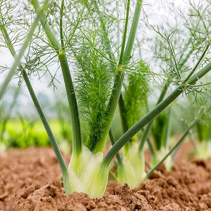 Outsidepride 1 oz. Annual Foeniculum Vulgare Fennel Herb Garden Seeds for Planting