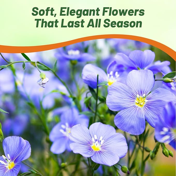 Outsidepride Blue Flax Seeds - 1 lb Perennial Flower Seeds for Planting, Self-Seeding, Drought-Tolerant w/Compact Growth, Ideal for Small Gardens, Meadows, Borders, or Mass Plantings