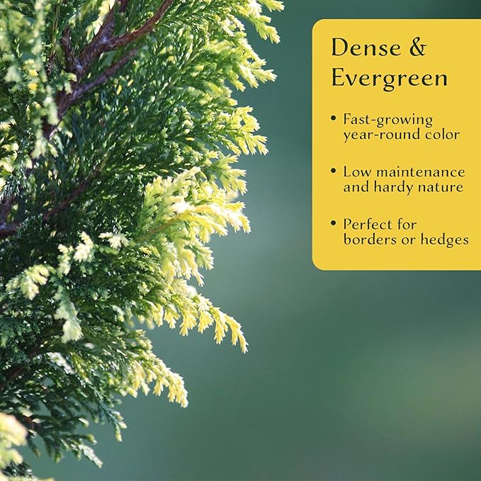 1 Murray Leyland Cypress in 3.5” Nursery Cubes (Cupressocyparis leylandii ‘Murrayii’) | Fast-Growing Evergreen Conifer Tree for Privacy Screens, Windbreaks & Borders | Ready-to-Plant