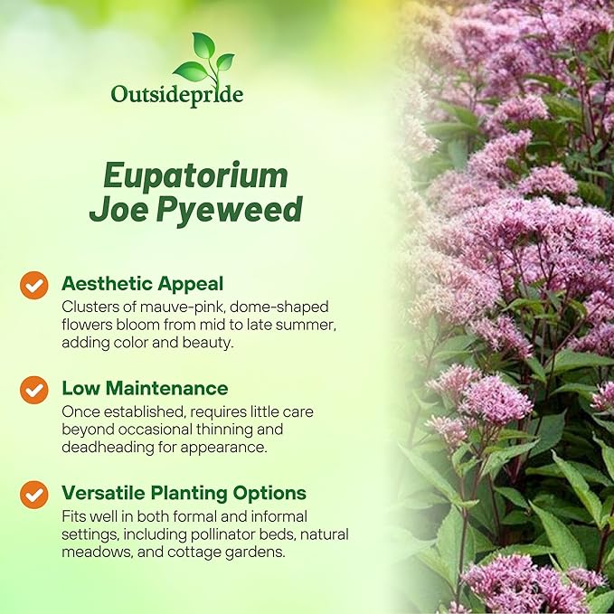 Outsidepride Joe Pyeweed Eupatorium Seeds - 5000 Pcs Easy to Grow, Non-Invasive Perennial Flower Seeds for Planting for Pollinator Gardens, Flood Plains, Swamps, Bogs, or Stream Banks