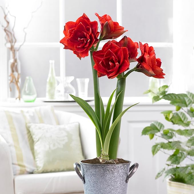 Garden State Bulb Red Double Amaryllis Bulb Holiday Gift Kit, 26/28cm (Zinc Planter)