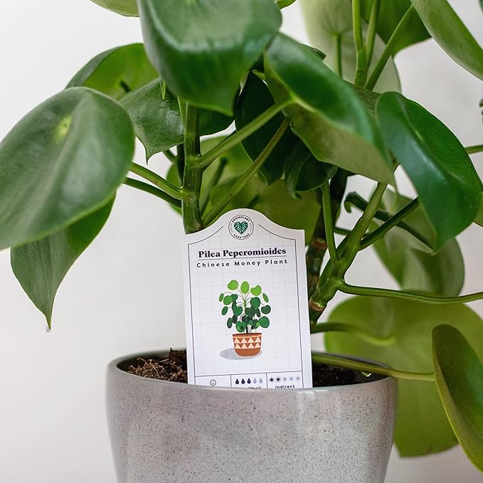 Bubblegum Stuff - Houseplant Care Tags - 30 Plant Species | Indoor Plants - Home Accessories | 100% Recycled Paper - Dimensions 13.7x6cm…