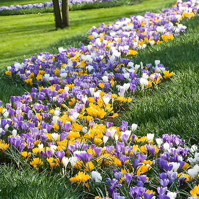Giant Crocus Bulb Mix, 100 Exclusive Flower Bulbs, Mix of 5 Varieties from Holland, Real Hardy and Perennial Crocus tubers/Flowers (no Seeds) for Garden, pots and Balcony