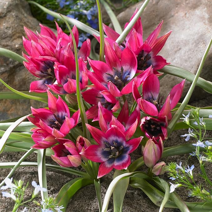 Garden State Bulb Batalinii Little Beauty Tulip Flower Bulbs, 6/+cm, Fall Planting (Bag of 100)