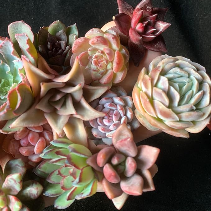 12pc Succulents Plants Live – Easy Care Bare Root Succulent, Low Maintenance Mini Succulents for Indoor Outdoor Decor, Home Office & Garden, Gift Set for Plant Lovers