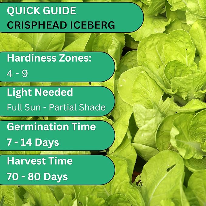 Woods Creek Seeds: Crisphead Iceberg Lettuce Seeds for Planting - Over 950 Non-GMO Heirloom Seed for Growing Indoors or Outdoors - Beginner-Friendly Ice Berg Lettuce Seed for Home Gardeners