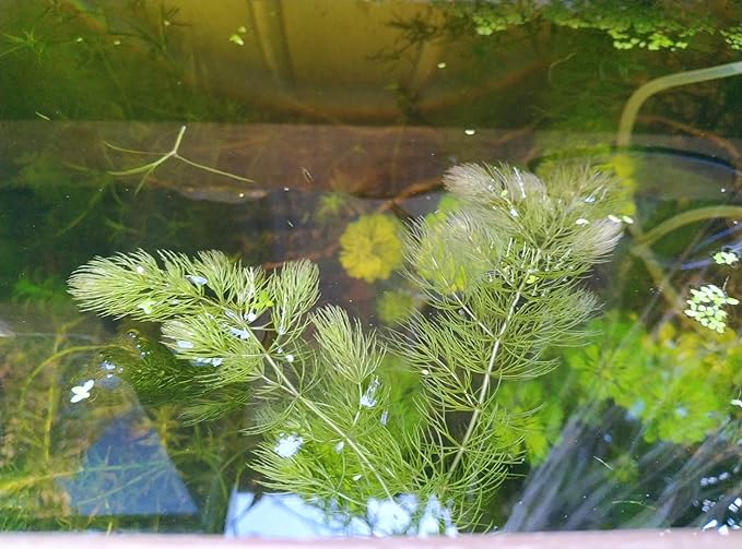 Live Hornwort Coontail Aquarium Plants, 4 Bunches with 3 Stems Each, 6-8 Inch Length, Freshwater Submerged Plants for Fish Tank