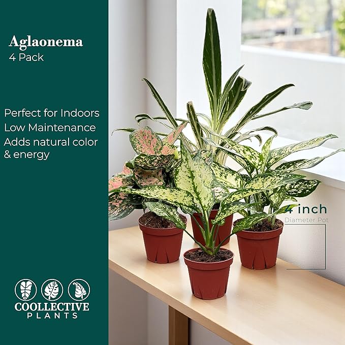CoollectivePlants Aglaonema Live Plant Combo (4 Pack) – Grower’s Choice Assorted Chinese Evergreen Indoor Houseplants in 4″ Grower’s Pots - Includes UniHeat Pack for Winter Protection