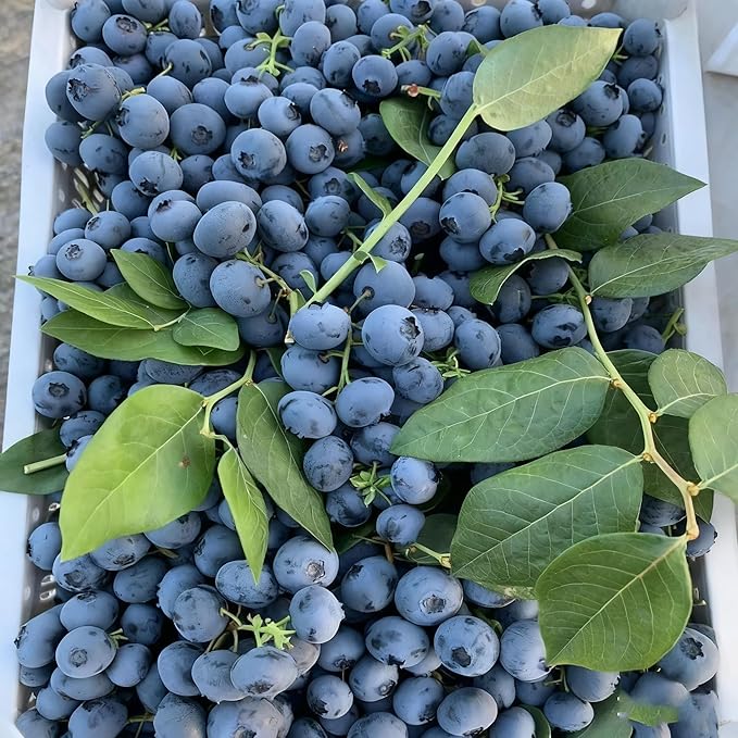 200 Blueberry Seeds for Planting, Non-GMO Blueberry Seed, Fruit Tree Seeds, Heirloom Berry Seed for Gardens and Containers