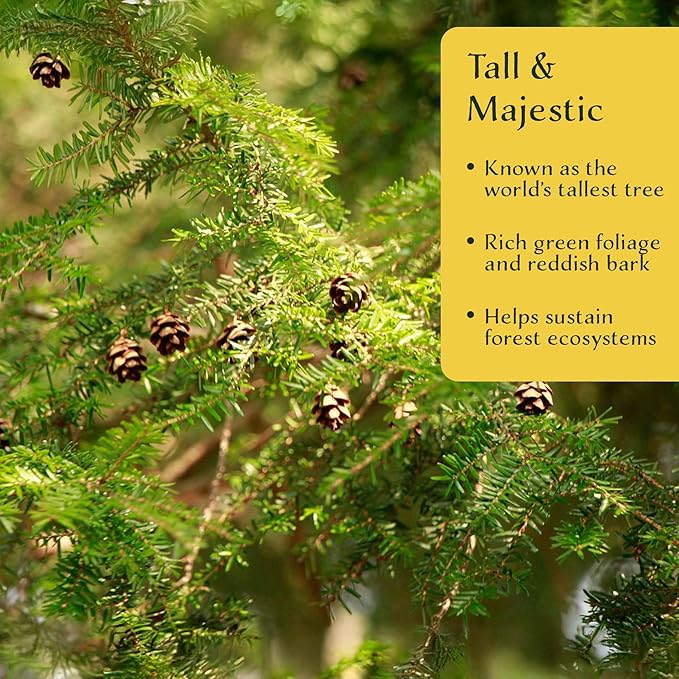 2 Coastal Redwood in 2.5” Nursery Cubes (Sequoia sempervirens) | Majestic Evergreen Tree for Shade, Privacy & Wildlife Support | Ready-to-Plant Live Starter Plants
