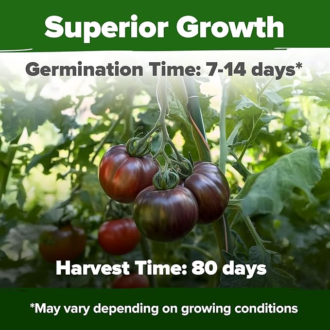 HOME GROWN Cherokee Purple Tomato Seeds 1 Pack (Solanum lycopersicum) - 106 Seeds, Non GMO Tomato for Planting - Heirloom Vegetable Seeds with High Germination Rate
