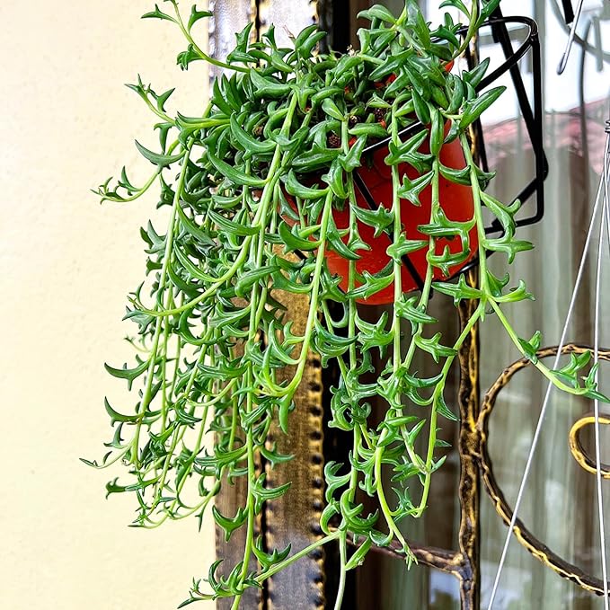 String of Dolphins in 4 inch Green Stripe Pot, Live Succulent Plant Fully Rooted in Pots with Soil, Rare House Plant for Home Office Wedding Decoration DIY Projects Party