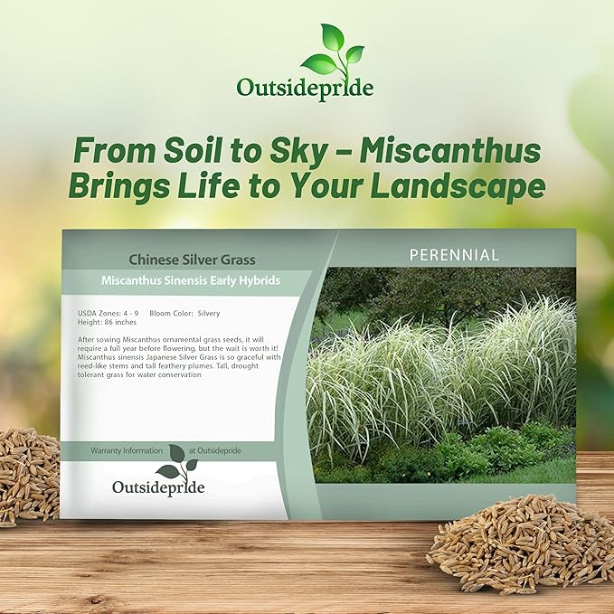 Outsidepride Early Hybrids Miscanthus Sinensis Seeds - 500 Pcs. Perennial, Drought & Heat Tolerant, Chinese Silver Ornamental Grass, Tall Growth, Low Maintenance for Landscaping & Privacy Screens