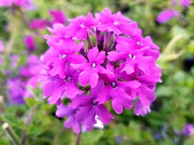 Greenwood Nursery: Live Perennial Plants - 'Homestead Purple' + Verbena Canadensis - [Qty: 3X Pint Pots] - (Click for Other Available Plants/Quantities)