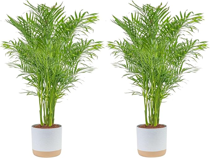 Costa Farms Cat Palm Live Plants in Decorative Pot, Large Indoor Houseplant, Perfect for Home, Room, or Office Decor, Great House Warming or Birthday Gift, 3-4 Feet Tall, Pack of 2