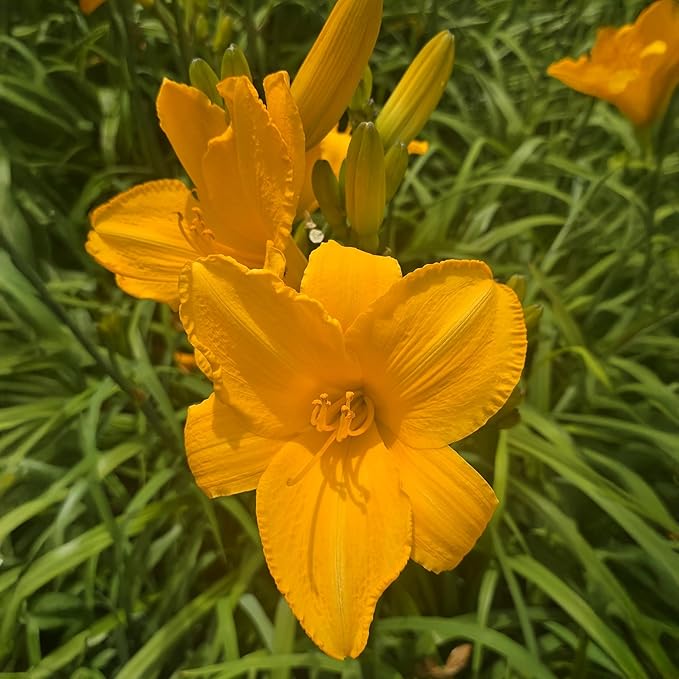 Bengaleer Daylily Flower Bulbs – Sunny Orange to Yellow Blooms – Drought-Tolerant, Low-Maintenance Hardy Perennial (Zones 3–9) Fall Planting Spring Blooming