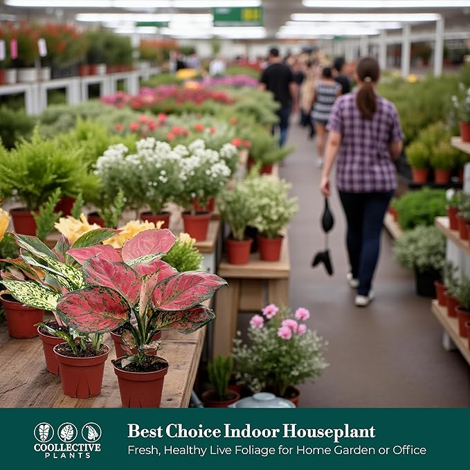 CoollectivePlants Aglaonema Live Plant Combo (Pack of 4) – Grower’s Choice Assorted Chinese Evergreen Indoor Plants Live Houseplants in 4” Growers Pots | Easy Low Light Indoor Plants