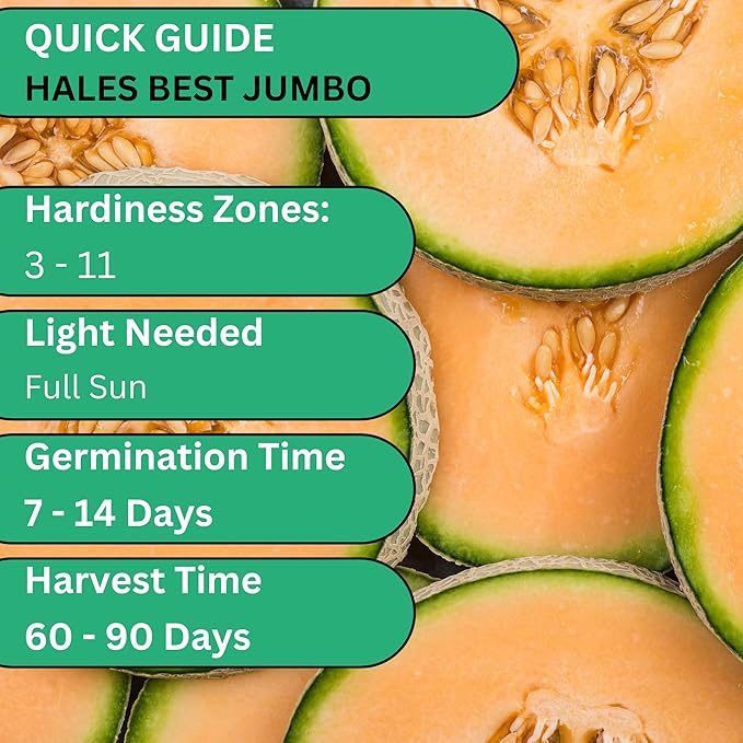 Woods Creek Seeds: Hales Best Jumbo Cantaloupe Melon Seeds for Planting - Over 130 Heirloom Non-GMO Cantaloupe Seed for Planting - Beginner Friendly Fruit Seeds for Home Gardening