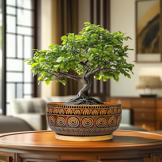 Bonsai Pots 8 Inch - Ceramic Succulent Planters for Indoor Plants, Shallow Plant Pots with Drainage Hole and Saucer, Boho Round Planter Bowl, Office Decor, Brown