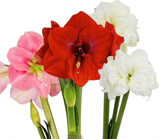 Amaryllis Flower Bulbs, 3 Bulbs, 1 Bulb Each Merry Christmas, Alfresco and Candy Floss Amaryllis, Easy to Grow Live Indoor Flower, Gift for Holidays, Housewarming, Office, and Room Decor