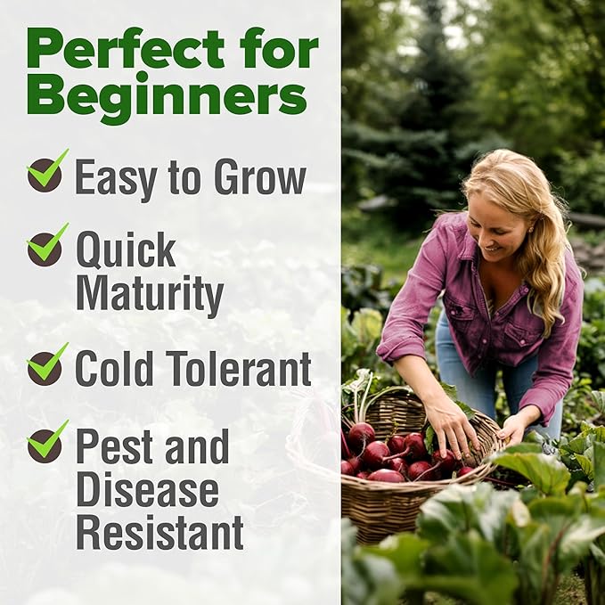 HOME GROWN Detroit Dark Red Beet Seeds Pack - 500 Heirloom Vegetable Seeds for Planting - Red Beet for Home Garden – High Germination(Beta vulgaris)