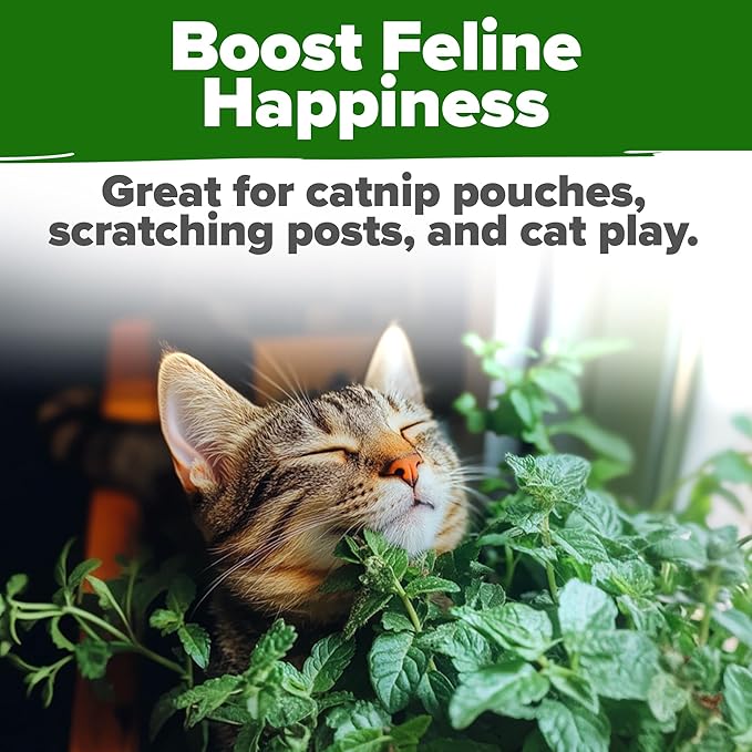 HOME GROWN Catnip Seeds (Bulk Pack) Non GMO Heirloom Herb 2,116 Seeds - Indoor or Outdoor Seed - High-Germination Cat Nip - Cat Safe Plants (Nepeta cataria)