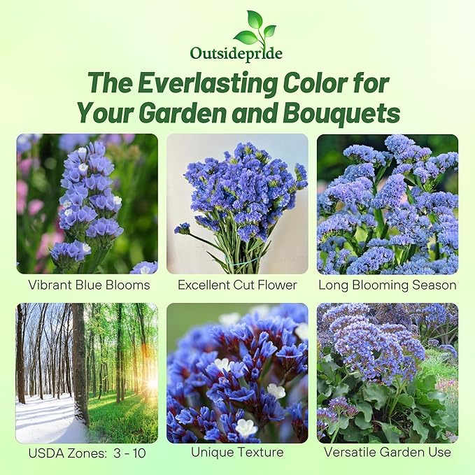 Outsidepride Blue Statice Flower Seeds - 2000 Pcs Annual Easy to Grow Drought Tolerant Flower Seeds for Floral Arrangements, Borders, & Pollinator Garden