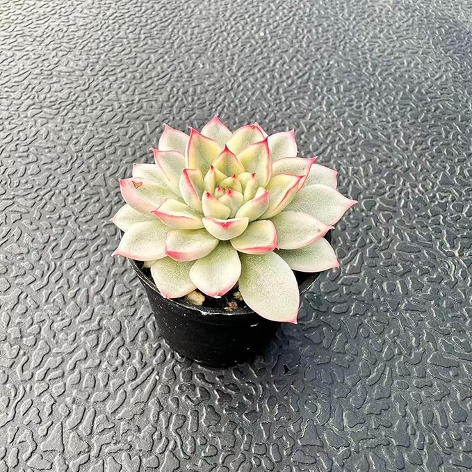Live Succulent Variegated Echeveria Mebina, Approx 2-inch Large, Potted Succulents, Fully Rooted, Easy Care House Plants
