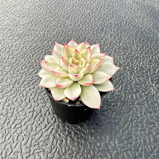 Live Succulent Variegated Echeveria Mebina, Approx 2-inch Large, Potted Succulents, Fully Rooted, Easy Care House Plants