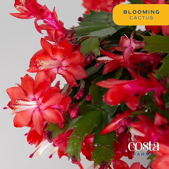 Costa Farms Christmas Cactus, 2-Pack, Fully Rooted Zygo, Live Indoor Holiday, Thanksgiving, Christmas Decoration, Room Decor, 7-Inches Tall